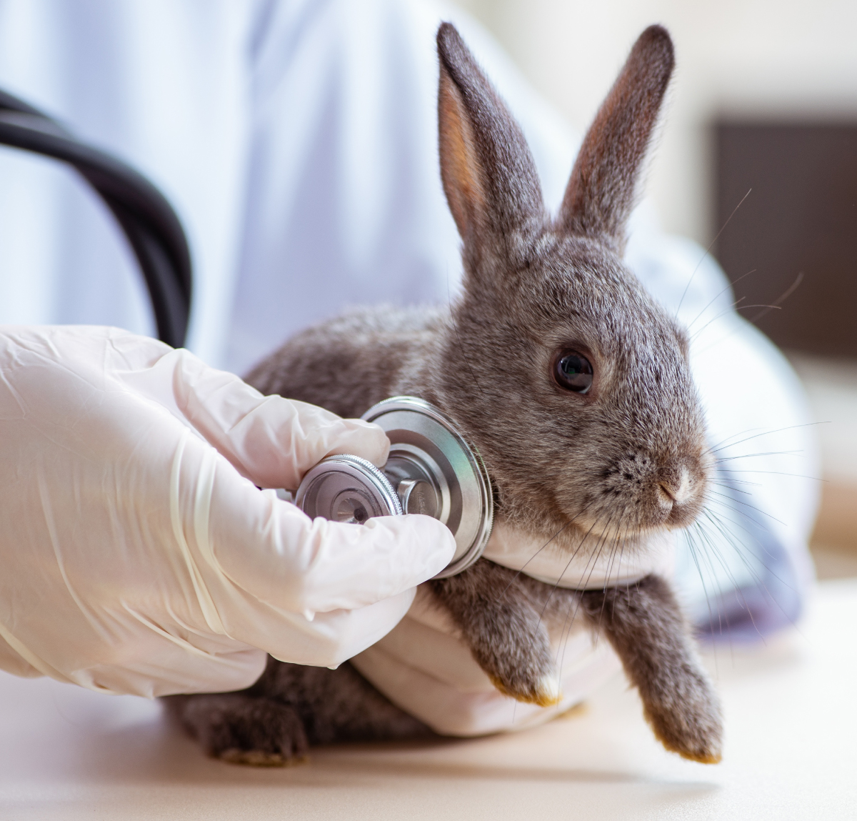 image-Reconnaissance-et-traitement-de-la-douleur-chez-le-lapin-et-les-principaux-NAC-en-clientèle-canine