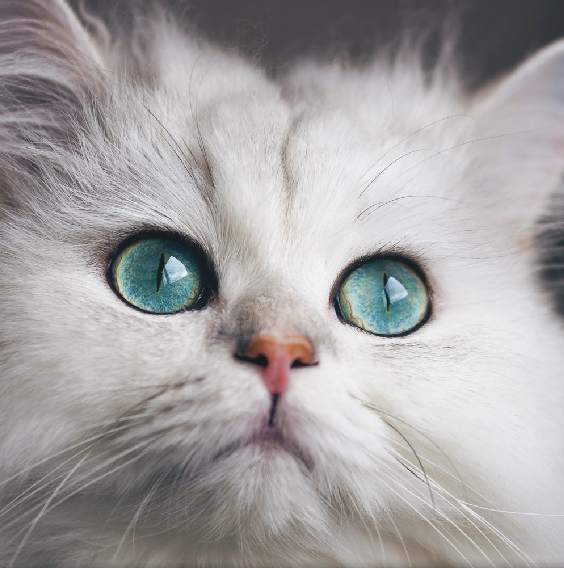 image-Le-chat-douloureux