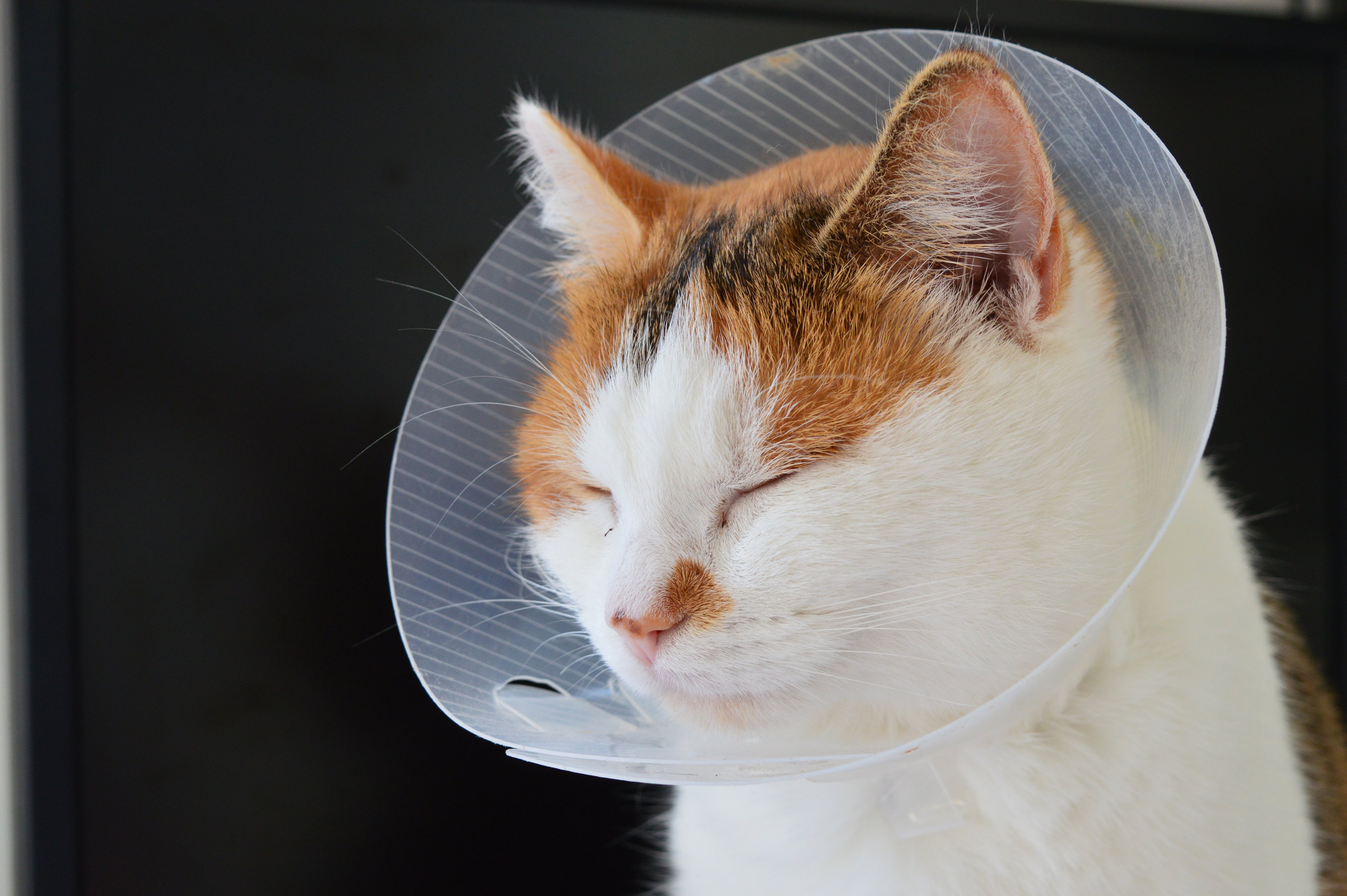 Dermatite atopique chat