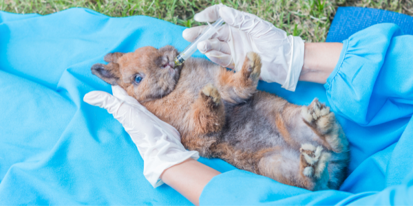 gastrointestinaux physiologiques chez le lapin