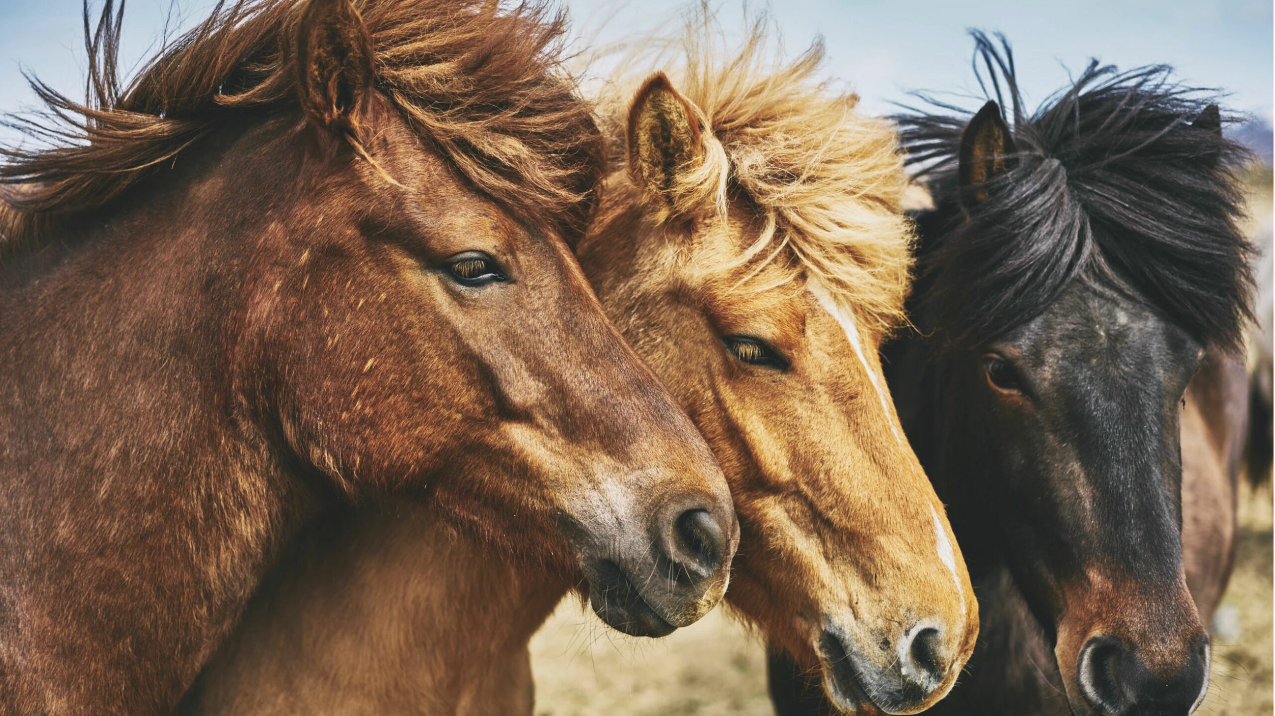 CAPdouleur Équin CAPdouleur