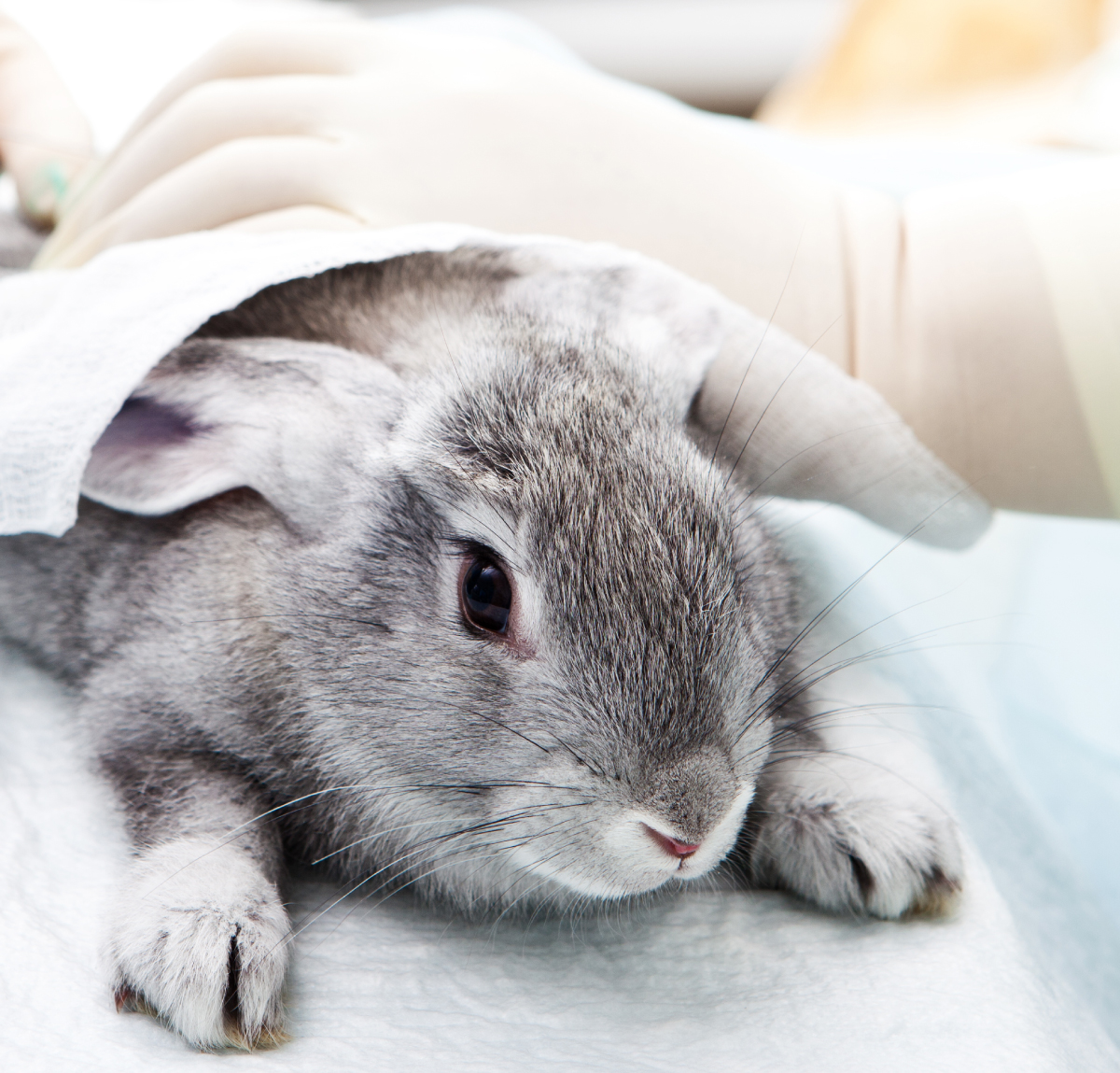 image-Anesthésier-le-lapin-et-les-principaux-NAC-en-clientèle-canine-en-toute-sécurité