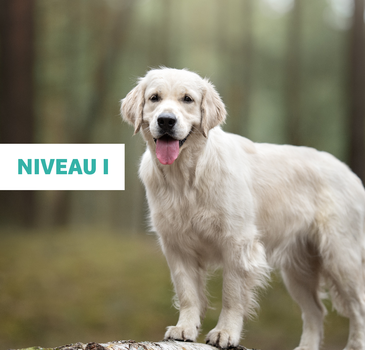 image-EPU-Analgésie-niveau-1