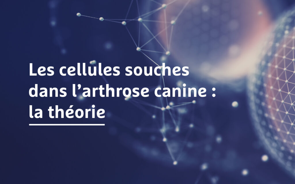 Les cellules souches dans l’arthrose canine : la théorie - Image