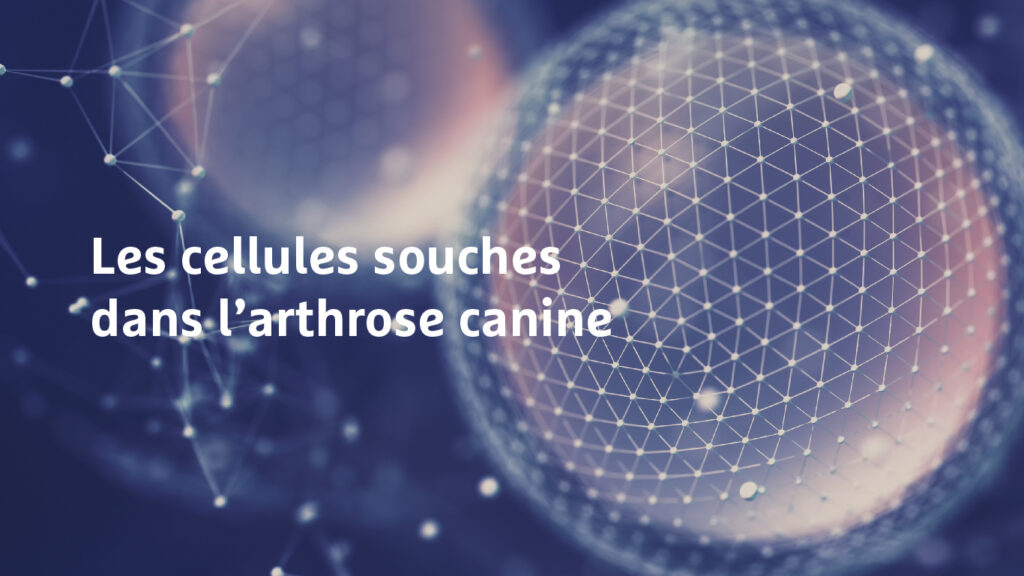 Les cellules souches dans l’arthrose canine - Image