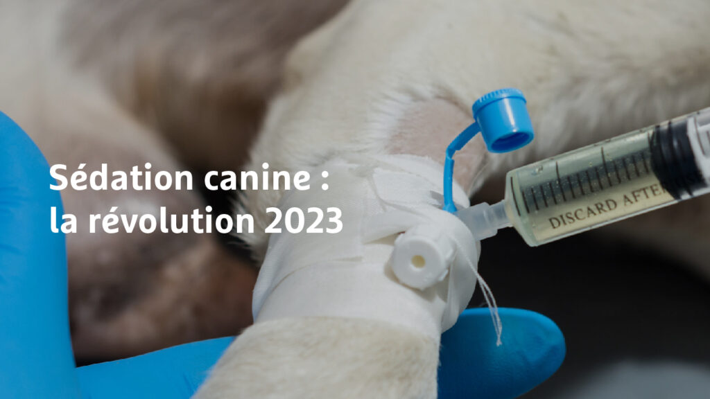 Sédation canine : La révolution 2023 - Image