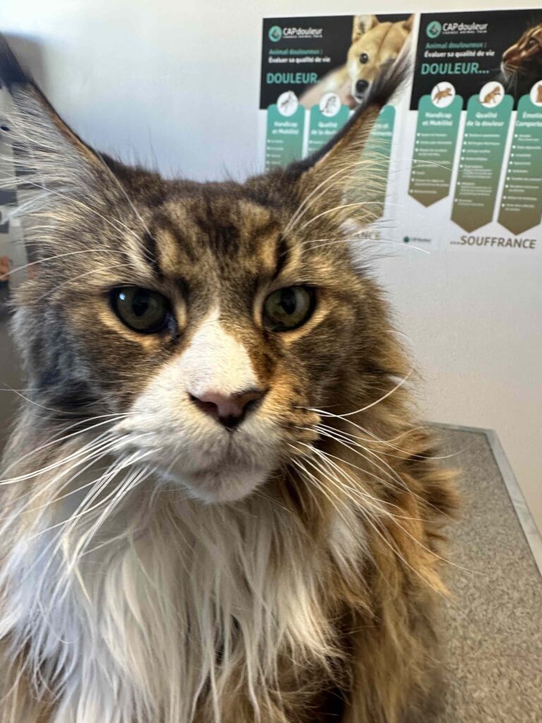 Formation vétérinaire Consultation CAPdouleur CAPdouleur