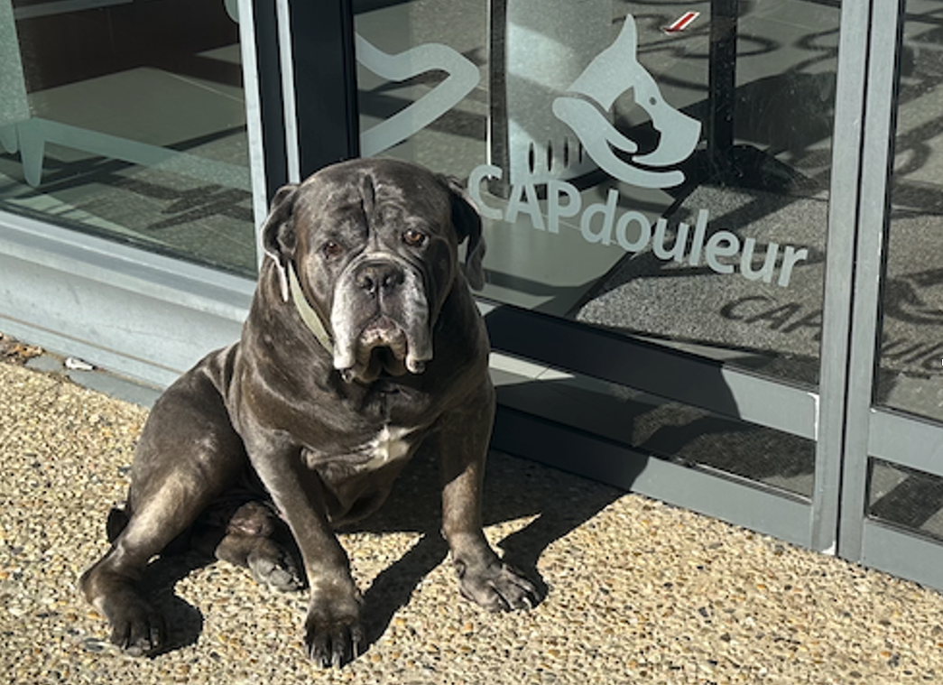 Formation vétérinaire Consultation CAPdouleur CAPdouleur