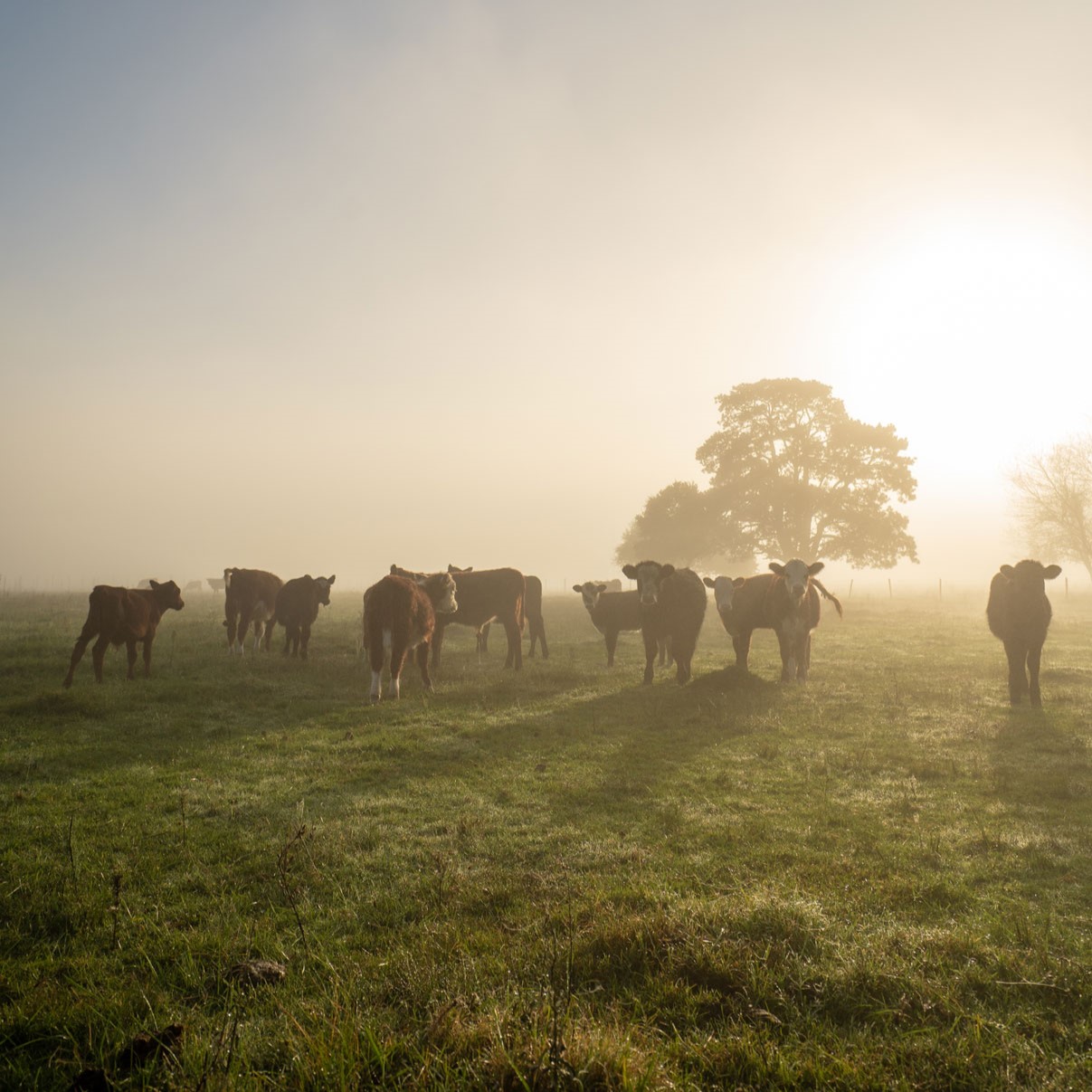 image-Anesthésies-locorégionales-chez-la-vache-et-le-veau