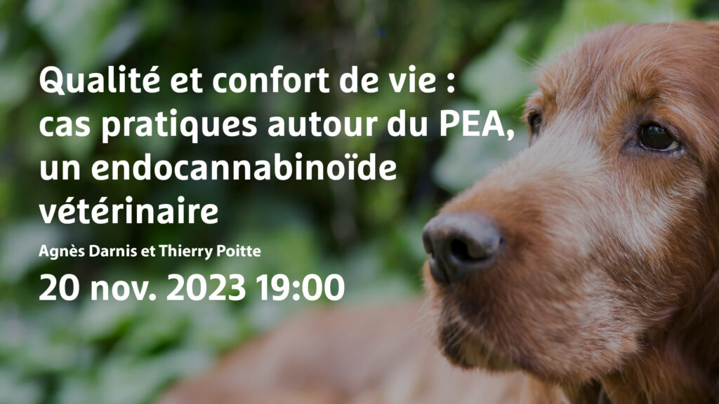 Qualité et confort de vie : cas pratiques autour du PEA, un endocannabinoïde vétérinaire - Image