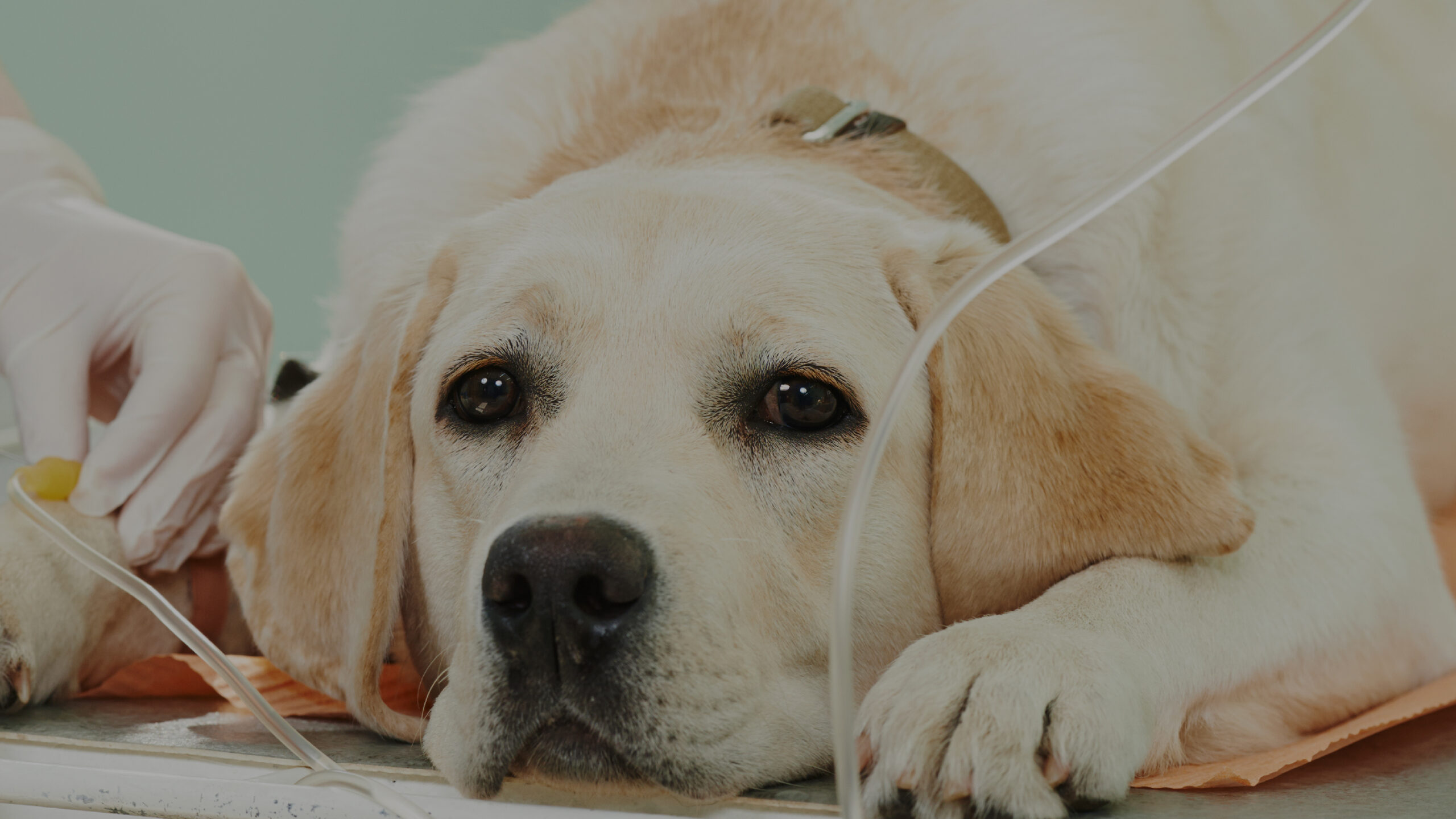 Intérêt de la perfusion automatisée dans la prise en charge de la