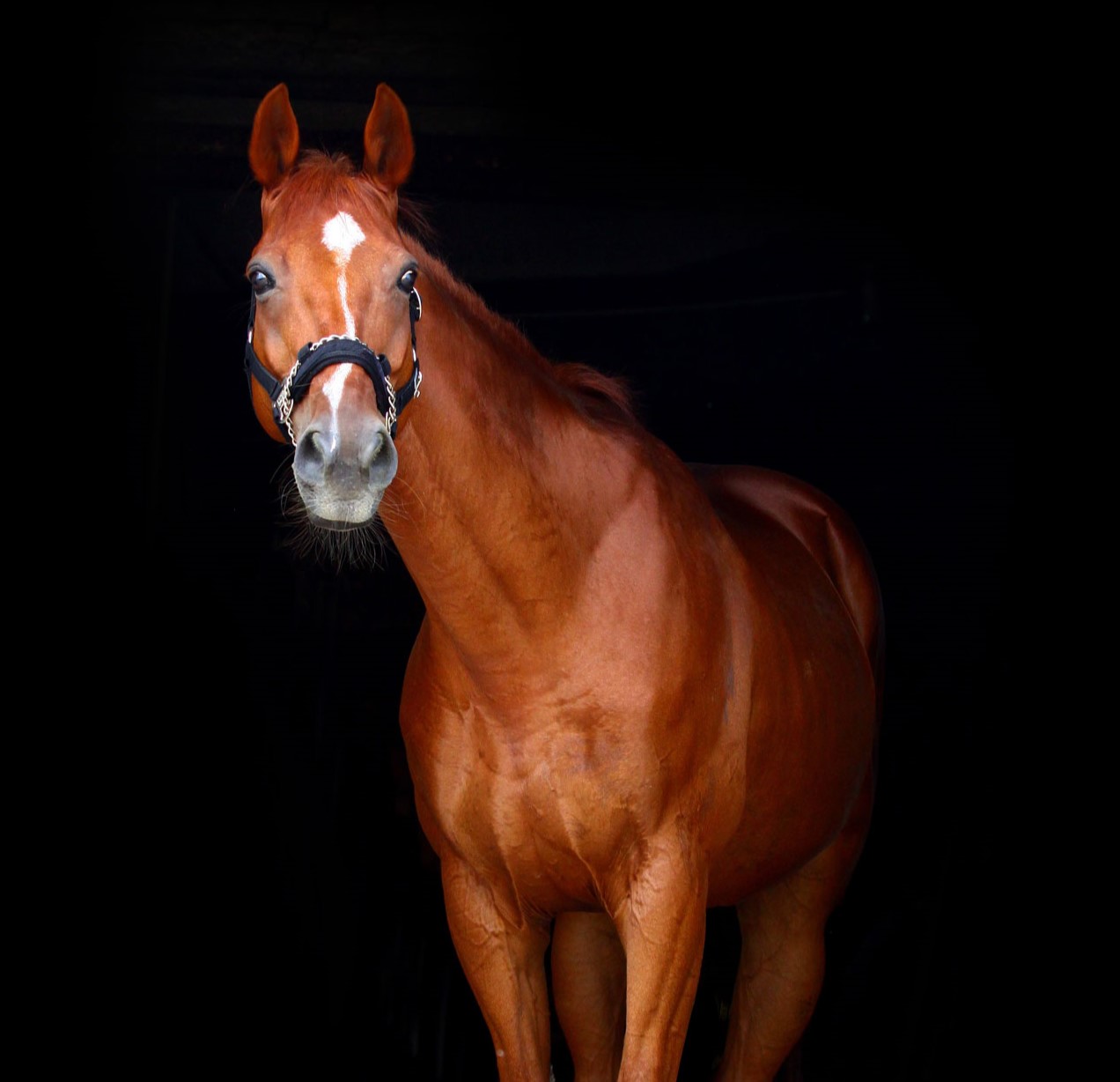 Elearning équin Bitfitting et Bridlefitting CAPdouleur