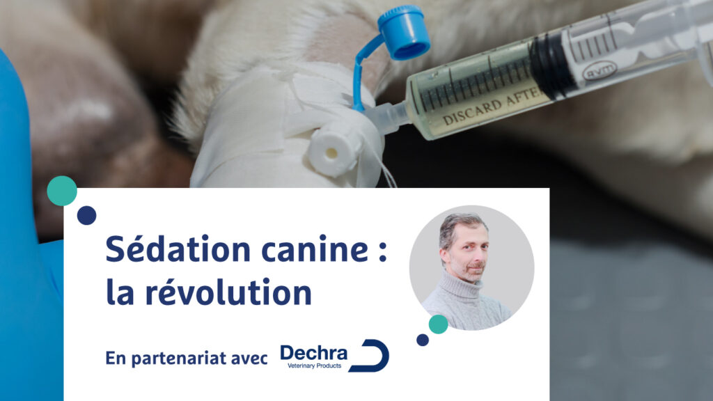 La sédation canine - Image