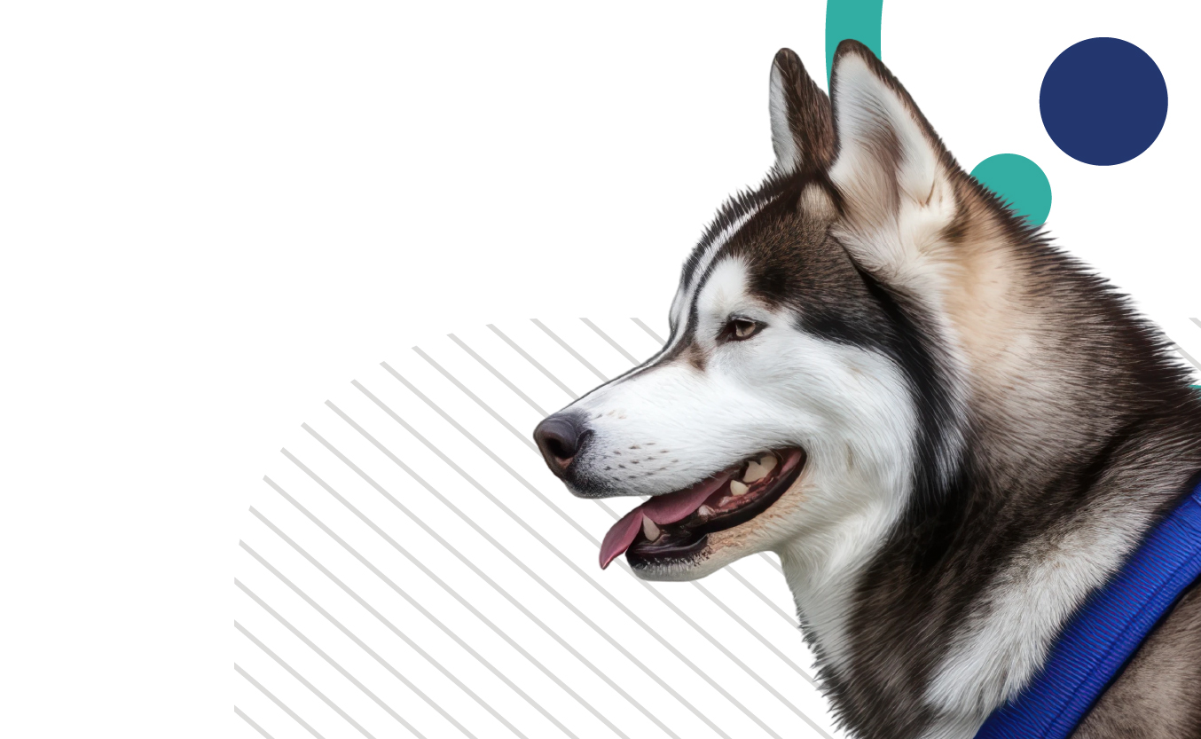 image-Chiens-sportifs-:-Prévention-et-prise-en-charge-de-la-douleur