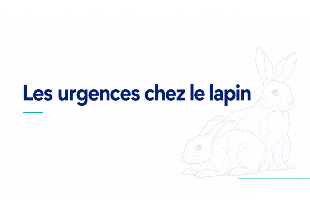 Episode 2 : Les urgences chez le lapin - Image
